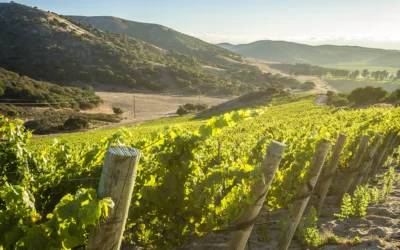 Gainey Estate Vineyards Taps Serendipity Wines for California Market