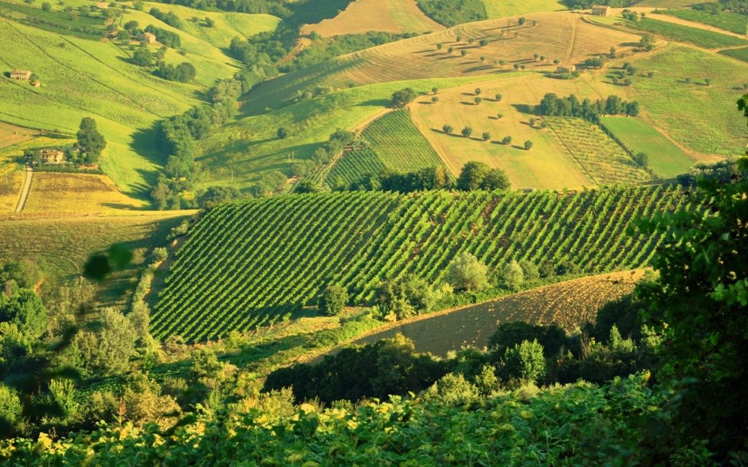 Lunaria Ramoro Pinot Grigio Terre di Chieti 2019