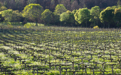 Pacific Redwood Chardonnay 2020