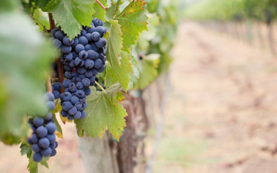 A Brief History of Organic Wines