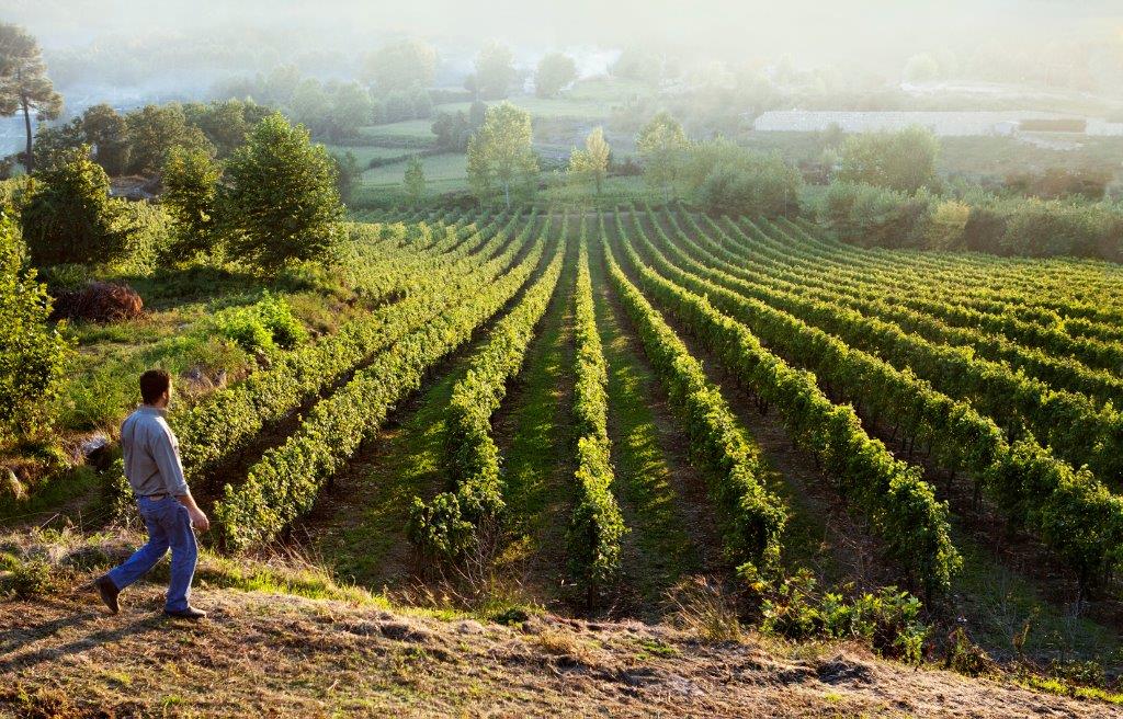 Vinho Verde vineyards at Calcada wine estates