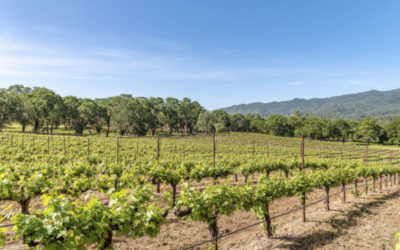 Acre Wines Sauvignon Blanc 2020