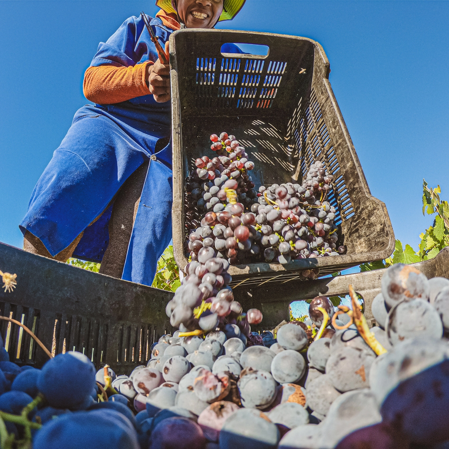 A farmer at Albet I Noya carries a basket of grapes across their vineyard