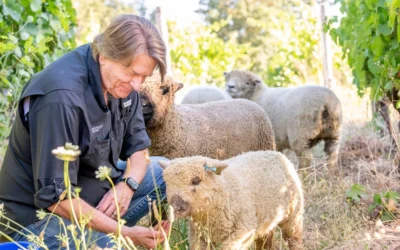 Willamette Valley Vineyards Announces New California Distribution Partnership with Serendipity Wines