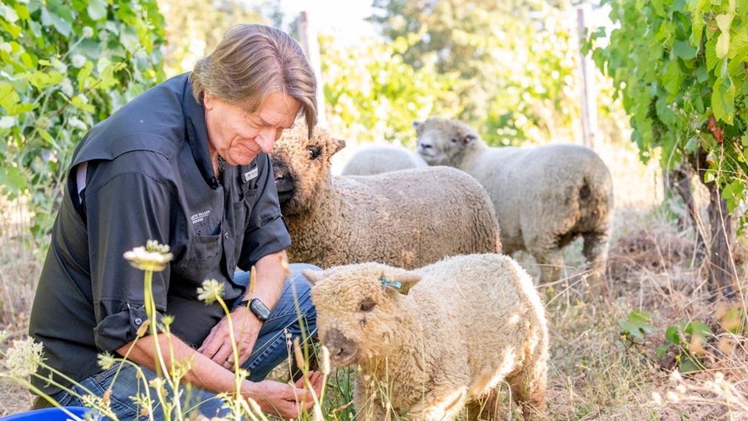 Willamette Valley Vineyards Announces New California Distribution Partnership with Serendipity Wines
